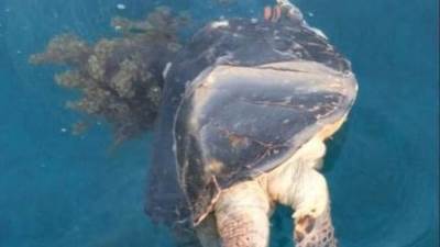 البيئة: سلحفاة المطرية نوعها نادر ومهددة بالانقراض