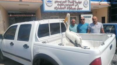 البيئة تنجح في إنقاذ طائر البجعة البيضاء الكبيرة وتضعه تحت الرعاية البيطرية