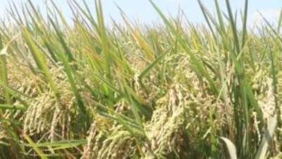 حكومة الهند تعلن منع تصدير الأرز الأبيض غير البسمتى