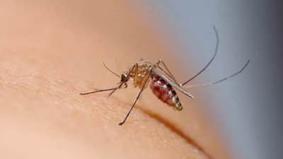 الصحة العالمية تحذر من تفشي حمى الضنك بسبب ارتفاع درجات الحرارة