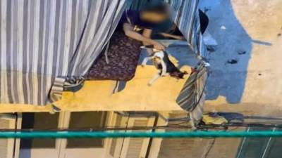 ضبط المتهمين بمحاولة إلقاء "كلب" من شرفة منزل بالإسكندرية