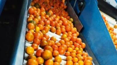 وزير الزراعة: صادرات الموالح تتخطى حاجز المليون و900 ألف طن لأول مرة