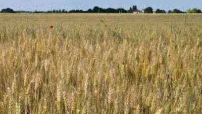 التموين يتعاقد مع الهيئة العامة للسلع التموينية علي كمية 360 الفطن قمح مستورد