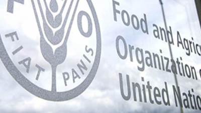 الفاو تحذر من أزمة الأمن الغذائي في السودان 