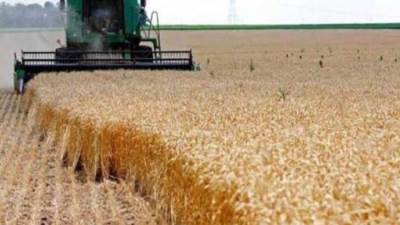 "السلع التموينية" تعلن عن ممارسة لشراء قمح مستورد