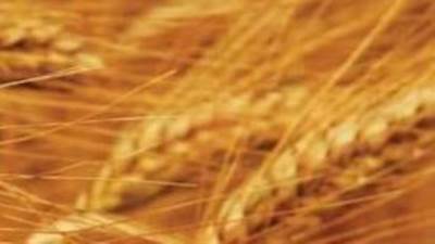 حقيقة الإفراج عن شحنات قمح فاسدة وغير صالحة