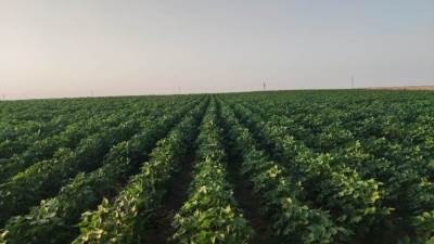 وزير قطاع الأعمال: زراعة القطن قصير التيلة للمرة الأولى فى توشكى تجربة واعدة