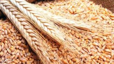 وزارة التموين تعلن انتهاء موسم توريد القمح المحلى 2023