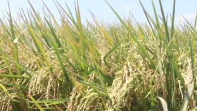 "التموين": لا صحة لوجود عجز في الأرز.. والمخزون يكفى 3.3 شهر