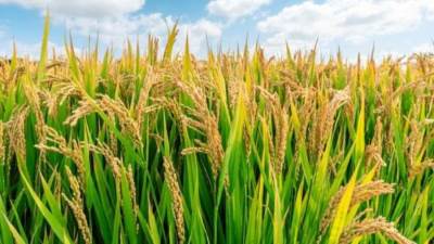 غرفة صناعة الحبوب: انخفاص كبير فى أسعار الأرز خلال أسبوع