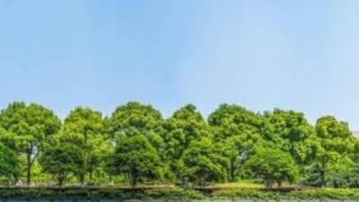 الحكومة تنفي قطع الأشجار النادرة والمعمرة في حديقة الأسماك بالزمالك