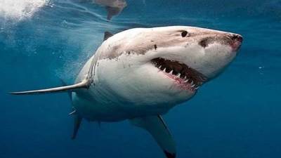 البيئة توجه بغلق أحد شواطئ دهب إثر تعرض مواطنة لهجوم من سمكة قرش