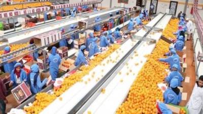 سلامة الغذاء: ارتفاع صادرات الأغذية بنحو 22 ألف طن والبطاطس في المقدمة