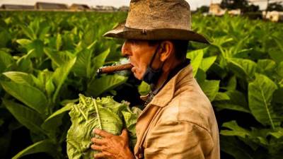 تعرف على حقيقة المفاهيم الخاطئة عن النباتات والتبغ