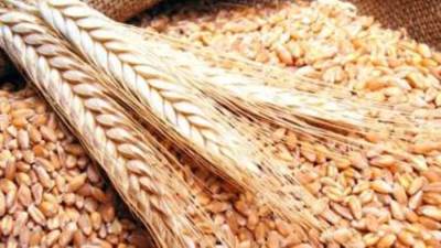 التموين: الأنباء المنتشرة حول استغناء مصر عن استيراد القمح الروسي ليست صحيحة