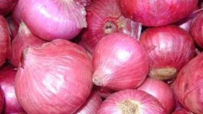 الزراعة: مصر لديها اكتفاء ذاتي من البصل وفائض يتم تصديره