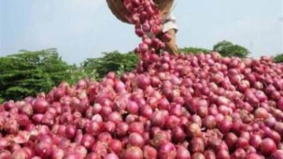 الحكومة تنفي إلغاء قرار مجلس الوزراء بحظر تصدير البصل لمدة ثلاثة أشهر