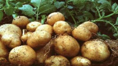 الزراعة تعلن عددا من الاجراءات الوقائية الهامة لمكافحة العفن البني في البطاطس