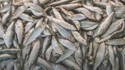 حقيقة تداول أسماك نافقة بالأسواق إثر حدوث ظاهرة زبد البحر بمحافظة بورسعيد