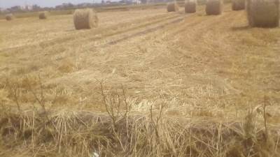 وزير الزراعة يوجه بتكثيف حملات التوعية بمنظومة تجميع وتدوير قش الأرز