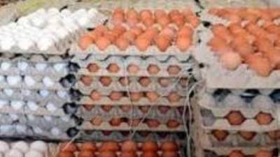 انخفاض سعر كرتونة البيض 25 جنيها اعتبارا من السبت المقبل