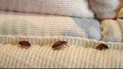 وزارة الصحة تكشف إجراءات المسافرين الوقائية للحماية من لدغات البق