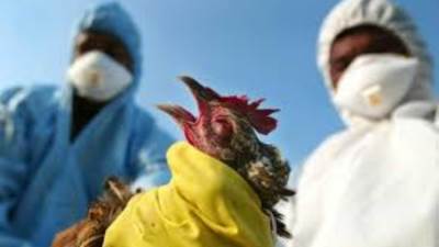 الحكومة تنفي ظهور حالات بشرية مصابة بسلالة جديدة من أنفلونزا الطيور