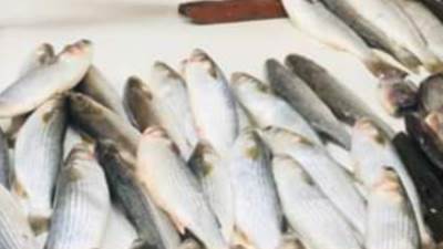 حقيقة تداول أسماك نافقة بالأسواق بعد ظهورها على سواحل ميناء الإسكندرية