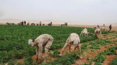 القوات المسلحة تنفذ حملات مكبرة للبحث والتفتيش على الزراعات المخدرة بسيناء