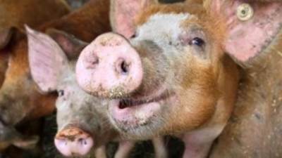 المملكة المتحدة تعلن أول حالة إصابة بشرية بسلالة أنفلونزا الخنازير H1N2