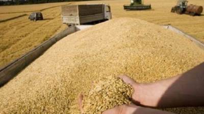 هيئة السلع التموينية تتعاقد على شراء 180 ألف طن قمح روسى وأوكرانى