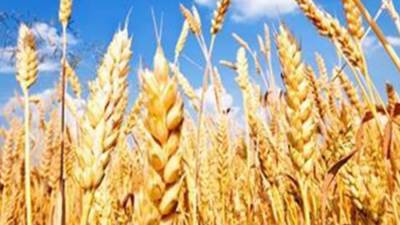 السلع الغذائية تعلن شراء 420 ألف طن قمح روسي