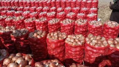 وزير الزراعة يوجه بحملات تفتيشية على مفارش البصل لدى التجار في المحافظات