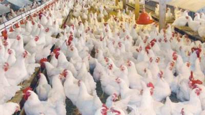 ذبح عدد من سلالات الدواجن النادرة نتيجة عدم توافر الأعلاف .. الزراعة ترد