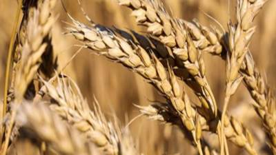 "السلع التموينية" تعلن عن ممارسة لاستيراد القمح من المناشئ المدرجة