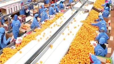 صادرات مصر من "الصناعات الغذائية" تقفز إلى 4.7 مليار دولار خلال 11 شهرًا