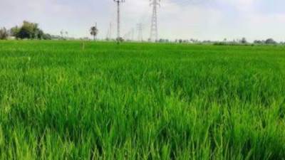 الرى تعلن زراعة الأرز فى 9 محافظات العام الحالى
