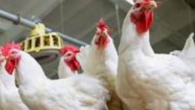 "تخطى 84 للكيلو" .. ارتفاع أسعار الدواجن البيضاء اليوم الثلاثاء 30 يناير 2024