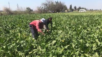 معلومات الوزراء: الثورة الخضراء زادت السعرات الحرارية المنتجة لفدان الزراعة