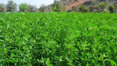 وزارة التجارة: لا توجد رسوم إغراق على البرسيم والمواد العلافية