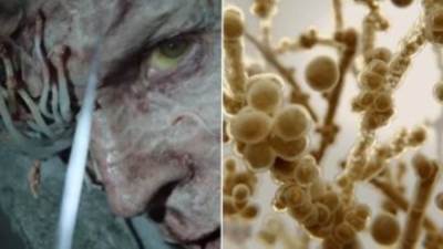 ديلى ميل: خبراء صحة يحذرون من تفشى فطر يؤثر على العقل ويحول البشر إلى زومبى