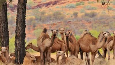 الأمم المتحدة تحذر من تراجع أعداد الحيوانات البرية المهاجرة وتزايد مخاطر انقراضها