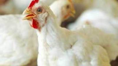 تعرف على أسعار الدواجن والبيض فى الأسواق اليوم الثلاثاء 13 فبراير 2024