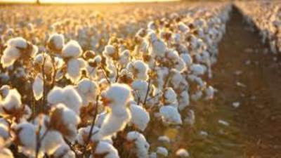 الحكومة تحدد سعر ضمان لتوريد القطن.. 10 آلاف جنيه لمتوسط التيلة و12 لطويل التيلة