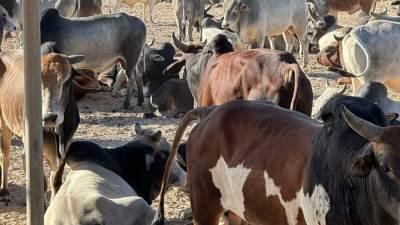 وصول 1500 رأس ماشية سوداني إلي مجزر "وادي دارا" بمدينة رأس غارب