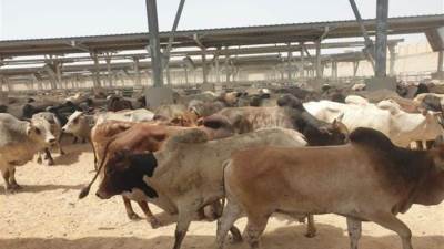 وزير التموين: وصول 5 آلاف رأس ماشية من جيبوتى استعدادا لشهر رمضان