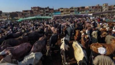 وزير التموين: التعاقد على 20 الف رأس ماشية من جيبوتي لشهر رمضان وعيد الاضحي