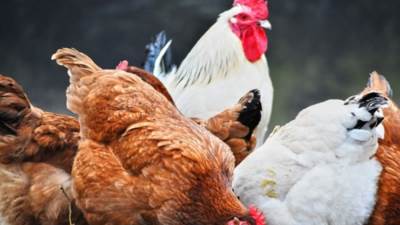 ارتفاع أسعار الدواجن اليوم الجمعة 8 مارس 2024