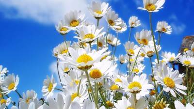 معهد الفلك : الأربعاء بدء فصل الربيع .. وشم النسيم 6 مايو