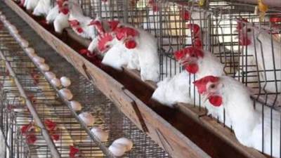 انخفاض أسعار الدواجن اليوم الثلاثاء 19 مارس 2024